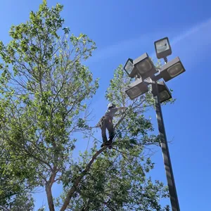 Pruning