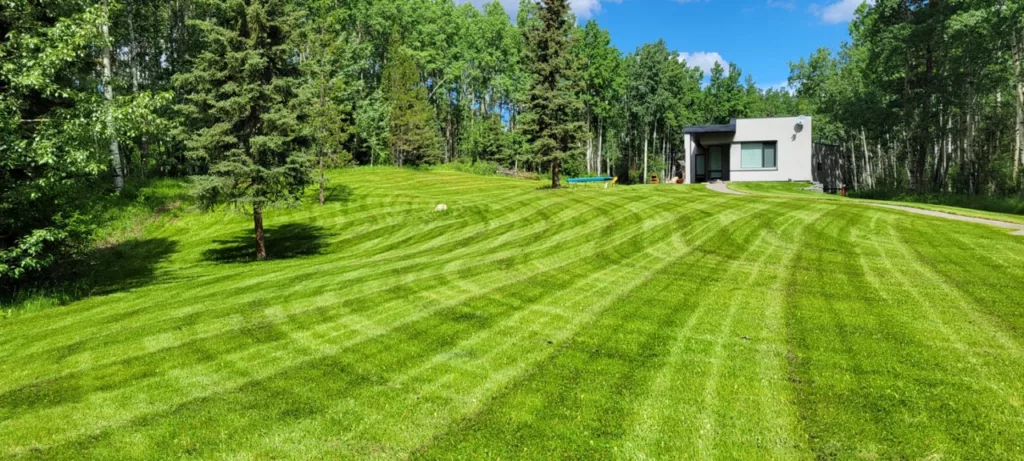 Look at those Lines!