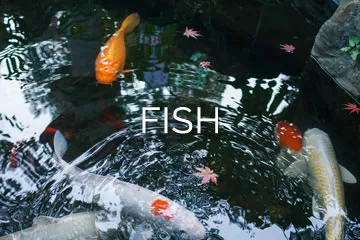 fish jpg