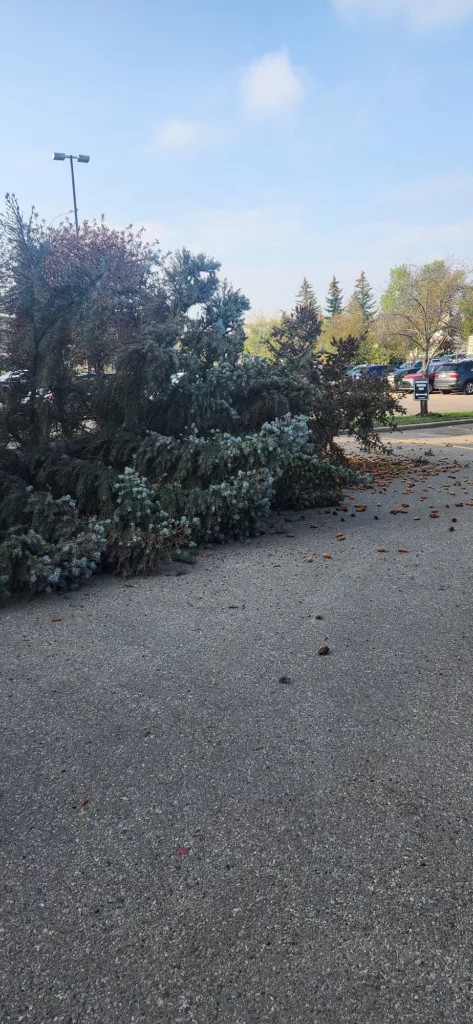 Let’s Knock Down Some Trees!