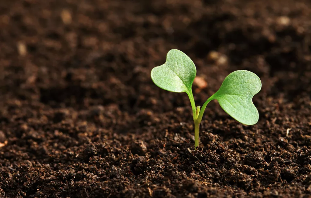 Act in the Spring for Healthier Lawns, Plants and Trees All Year Long