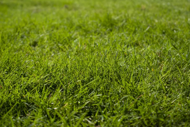 Herbicide & Fertilizer