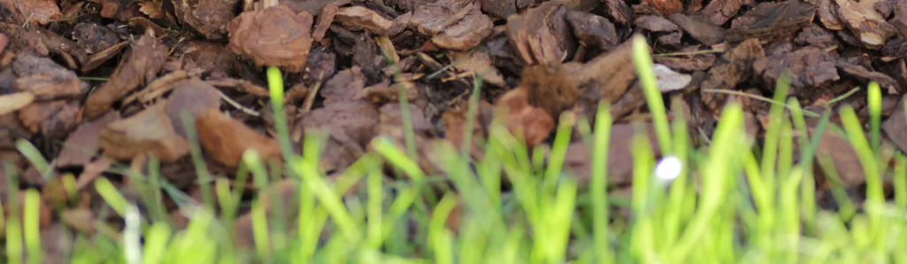 Why Adding Mulch is Your Best Low-Cost Plant Health Option