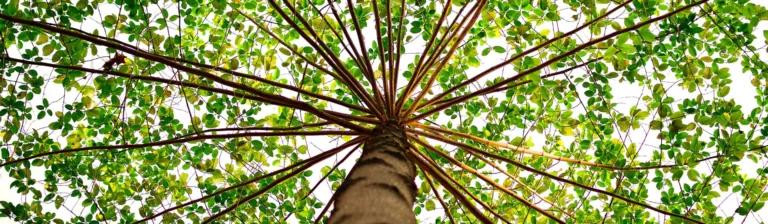 sixty second tree evaluation
