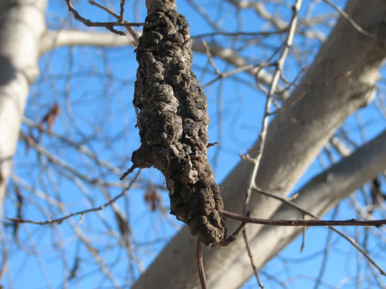 af black knot closeup