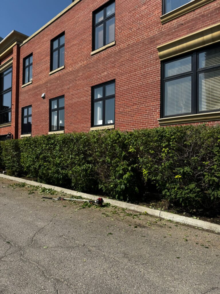 trimmed hedges