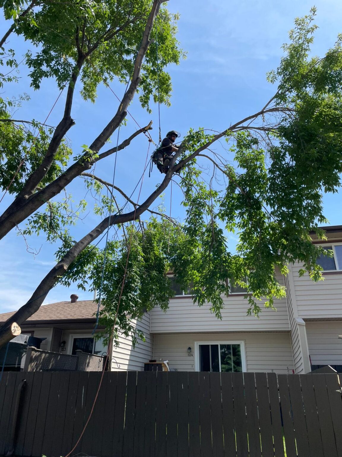 worker performing dangerous tree removal
