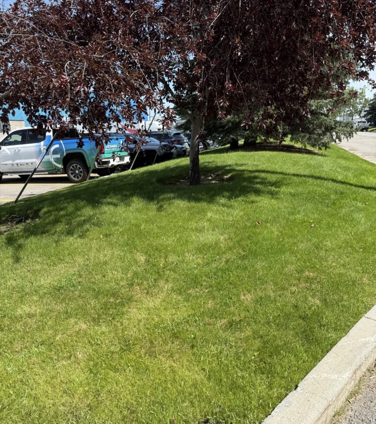 grass seeding after1