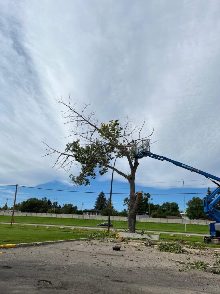 tree removal calgary3