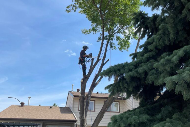 storm damage tree removal4 768x500 1