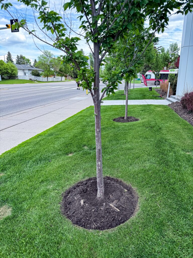 Clean Edges and Tree Donuts