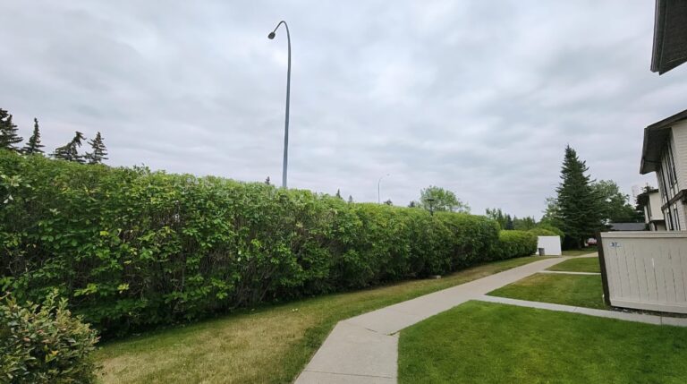 A freshly trimmed hedge row along a walkway