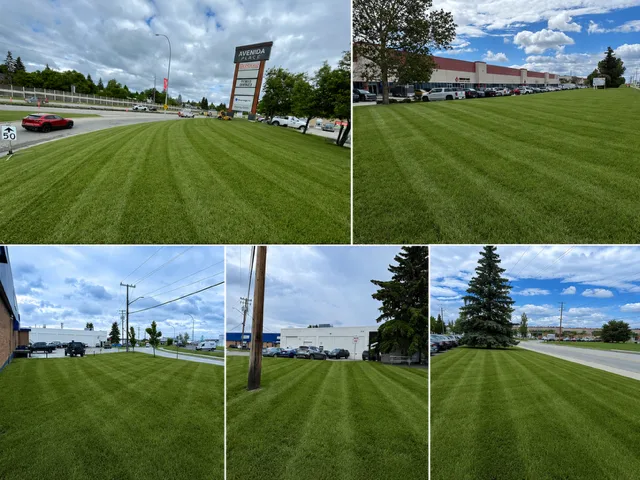 Cutting Grass vs. Managing Turf